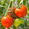 Glow the Natural Way: Try the Viral Tomato Ice Facial for Clear, Radiant Skin