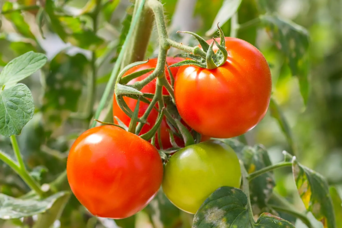 Glow the Natural Way: Try the Viral Tomato Ice Facial for Clear, Radiant Skin