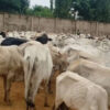 A large herd of mostly white cattle crowded in a dusty outdoor pen with a high concrete wall in the background. Some black cows mixed in.