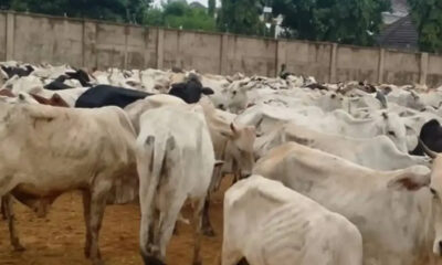 A large herd of mostly white cattle crowded in a dusty outdoor pen with a high concrete wall in the background. Some black cows mixed in.