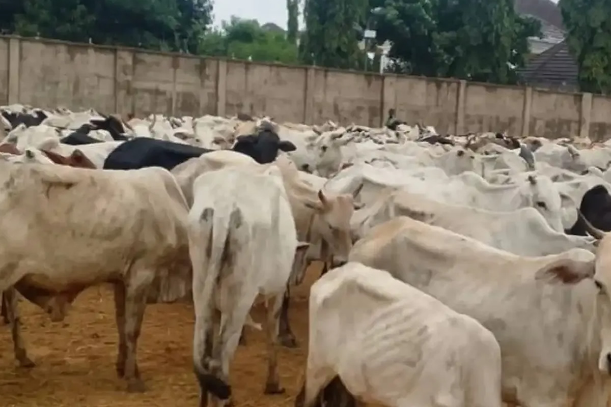 A large herd of mostly white cattle crowded in a dusty outdoor pen with a high concrete wall in the background. Some black cows mixed in.