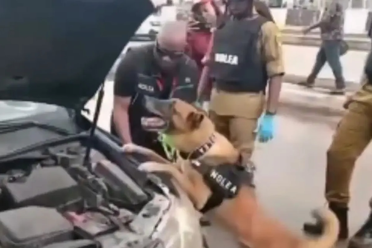 K-9 police dog in a vest leaning against the damaged front of a car as officers in protective gear stand nearby.