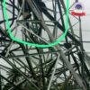 Damaged metal transmission tower with bent and tangled steel beams circled in green